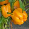 Bild gelbe-paprika-aphrodite-afrodita-bio-saatgut_17227.jpg