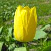 Bild gelbe-spaetbluehende-tulpen-muscadet_17158.jpg