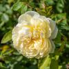Bild gelbe-strauchrosen-yellow-romantica-pflanzen_16263.jpg