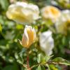 Bild gelbe-strauchrosen-yellow-romantica-rosen_16568.jpg