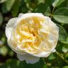 Bild gelbe-strauchrosen-yellow-romantica_16569.jpg