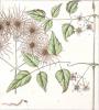 Bild gewoehnliche-waldrebe-clematis-vitalba-hof-jeebel_15378.jpg
