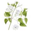 Bild gewoehnliche-waldreben-clematis-vitalba-biogartenversand_15376.jpg