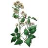 Bild gewoehnliche-waldreben-clematis-vitalba-hof-jeebel_15377.jpg