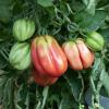 Bild gezahnte-buehrer-keel-tomate_20210.jpg