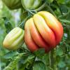Bild gezahnte-fleischtomate-buehrer-keel-hof-jeebel.jpg