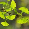 Bild ginkgo-baum-pflanzen-biogartenversand_14988.jpg