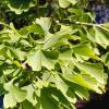 Bild ginkgo-biloba-baum-hof-jeebel_14990.jpg