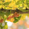 Bild ginkgo-biloba-baum-pflanzen-hof-jeebel_14989.jpg