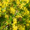 Bild gold-johannisbeerenpflanze-ribes-aureum.jpg