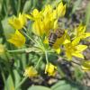 Bild goldlauch-allium-moly_4353.jpg
