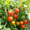 Bild haengetomate-tumbling-tom-red-ampel_12949.jpg