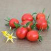 Bild haengetomate_tumbling_tom_red_a_15496.jpg