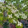 Bild hartriegel-pflanzen-cornus-kousa_10636.jpg