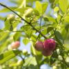 Bild heidelbeere-pink-lemonade-biogartenversand_18128.jpg