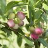 Bild heidelbeere-pink-lemonade-hof-jeebel_18132.jpg