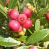 Bild heidelbeere_pink_lemonade_b_18133.jpg