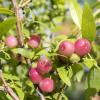 Bild heidelbeeren-pink-lemonade-hof-jeebel_18129.jpg