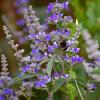 Bild heilpflanze-keuschbaum-vitex-agnus-castus_16320.jpg