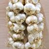 Bild herbst-knoblauch-messidrome-lagersorte_17184.jpg
