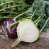 Bild: herbstkohlrabi-dyna-saatgut_21197.jpg 