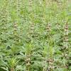 Bild herzgespann-bienenweide-nektarpflanze.jpg