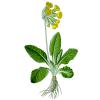 Bild himmelsschluessel-primula-veris-biogartenversand_15124.jpg