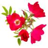 Bild himmelsstuermer-kletterrose_17399.jpg