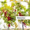 Bild hoch-staemmchen-johannisbeeren-hof-jeebel_3540.jpg
