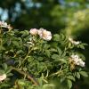 Bild hundsrose-hagebutte-rosa-canina_16584.jpg