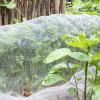 Bild insektenschutznetz_biologisch-abbaubar_17857.jpg