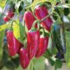 Bild jalapeno-chili-biogartenversand.jpg