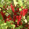 Bild johannisbeeren-sorte-rolan-frosthart_16994.jpg