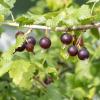 Bild jostabeere-jostine_pflanze-kaufen_3710.jpg