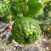 Bild kaffir-limetten-kaffernlimette-citrus-hystrix-pflanze_20500.jpg