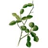 Bild kaffir-limetten-kaffernlimette-citrus-hystrix_20499.jpg