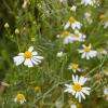 Bild kamille_chamomilla_matricaria_3_11836.jpg