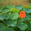 Bild kapuzinerkresse-kletternd-tropaeolum-majus-hof-jeebel_15006.jpg