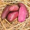 Bild: kartoffel-rote-emmalie-rotfleischige-kartoffeln_15586.jpg 