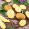 Bild kartoffeln-solo-festkochende-fruehkartoffel_16581.jpg