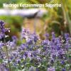 Bild katzenminze-superba_18769.jpg