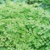 Bild kerbel-verena-anthriscus-cerefolium-hof-jeebel_7171.jpg
