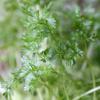Bild kerbel_verena_extrakrauser-anthriscus_cerefolium_a_13602.jpg