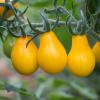 Bild kirschtomate_birnenfoermige_gelbe_c_13311.jpg
