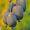 Bild: kiwi-actinidia_arguta_kens_red_17647.jpg 
