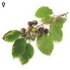 Bild: kiwi-ken-s-red-pflanzen-weiblich_9667.jpg 