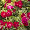 Bild kletter-rosen-rambling-rosie-rambler-rosen_16258.jpg