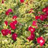 Bild kletter-rosen-rambling-rosie-ramblerrosen_16381.jpg