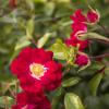 Bild kletter-rosen-rambling-rosie-rote-ramblerrosen_16382.jpg