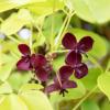 Bild: klettergurke-akebia-quinata_bluete-pflanze_20541.jpg 